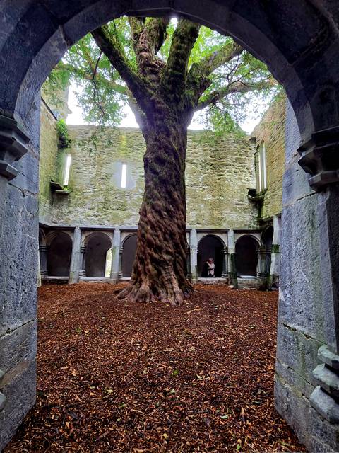 Ancient cloister with massive twisted yew tree at its centre bathed in soft light.