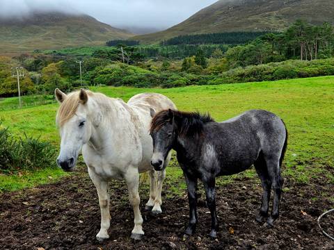Two Connemara ponies stand closely together on emerald pasture with forested hills behind.