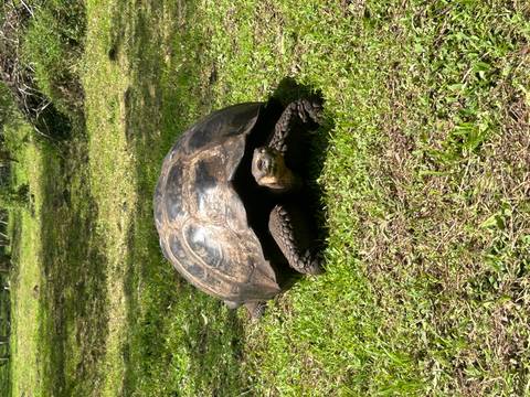 Large Galapagos giant tortoise resting on green grass in dappled sunlight.