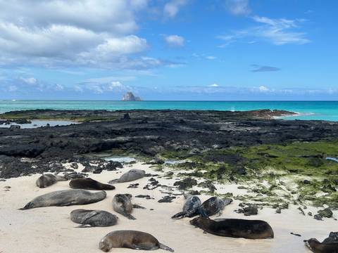 Group of sea lions lounging on white sand beside black lava rocks with turquoise sea and distant pinnacle.