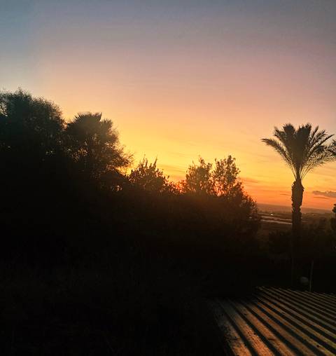 Silhouetted palm and trees against an orange and yellow sunset sky.
