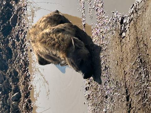 A lone spotted hyena lies half-submerged in a muddy puddle, resting under harsh daylight.