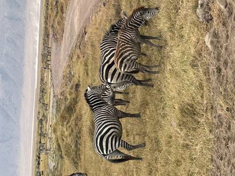 A small herd of zebras grazes on dry grasslands with distant wildlife dotted across the plain.
