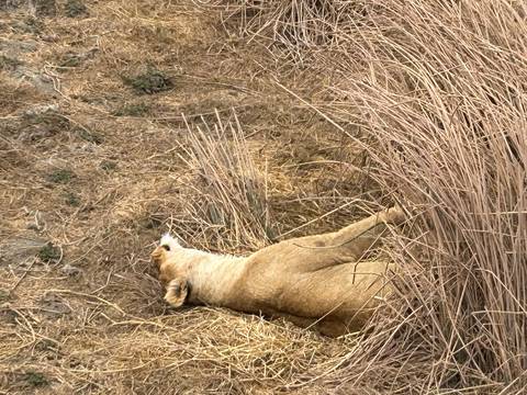 A lioness lies camouflaged among tall, dry grasses on the savanna.