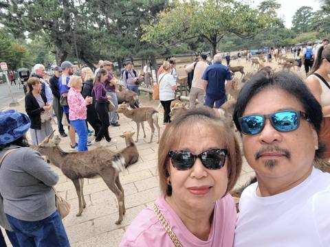 Crowded scene with deer mingling among tourists; couple takes a selfie in Nara Park.