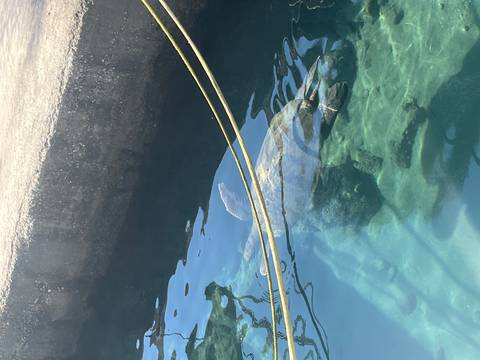 Large sea turtle swims just below the surface in clear harbor water.