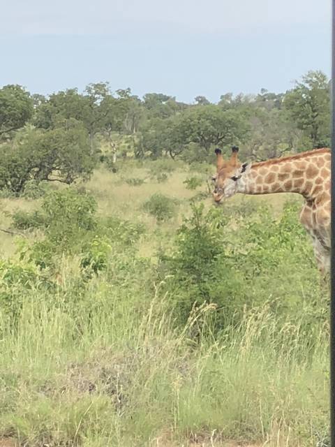 Giraffe standing among dense foliage.