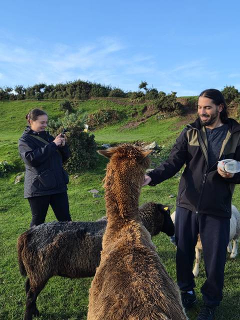 Traveler photographs a friendly alpaca on a lush green hillside in rural Ireland.