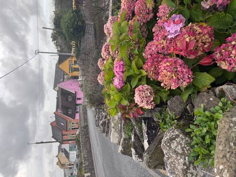 Blooming pink hydrangeas in the foreground with row of brightly painted village houses under gray sky.
