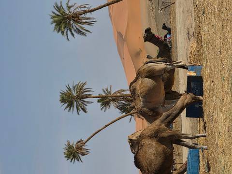Camel herd resting near palm trees with rolling orange dunes rising behind.