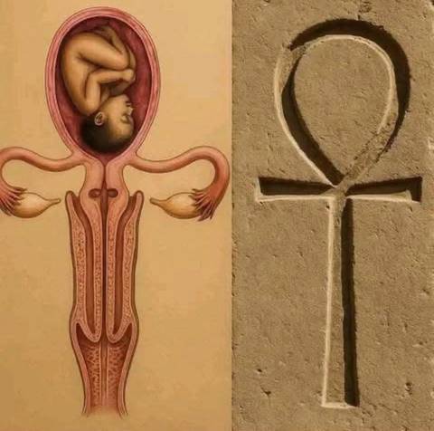 Side-by-side images comparing ancient Egyptian ankh symbol with an anatomical illustration.