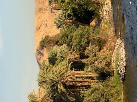 Verdant Nile riverbank lined with palm trees and desert hills in background
