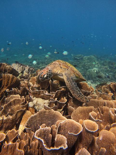 Underwater image of a sea turtle gliding over thriving coral reef teeming with striped fish in clear blue water.