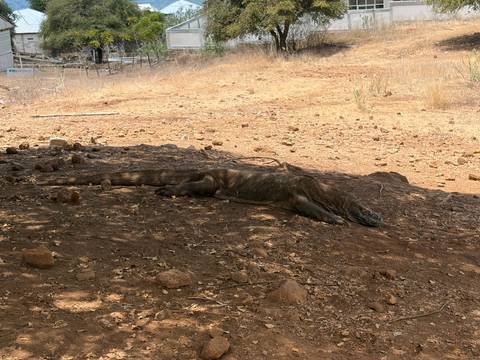 A lone Komodo dragon lies stretched out on dry, brown earth under sparse shade.