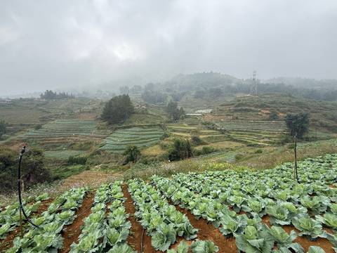 Misty terraced fields of vegetables on rolling hills fade into fog under a grey sky.