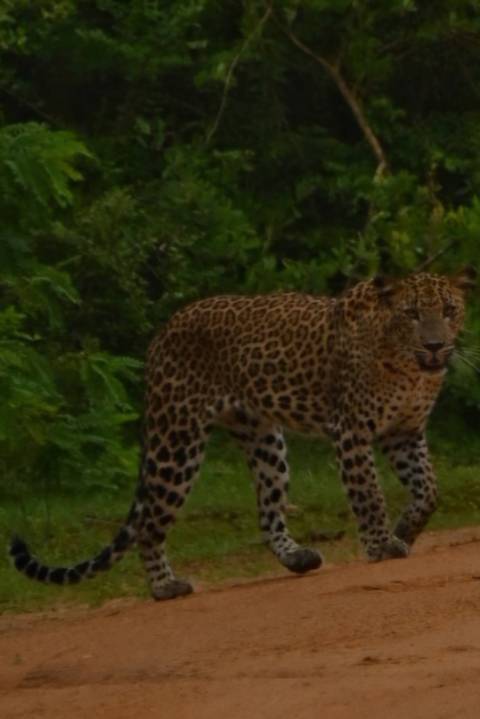foto de reseña de cliente de Esplendor de Sri Lanka - (Viaje de 8 días y 7 noches por Sri Lanka)