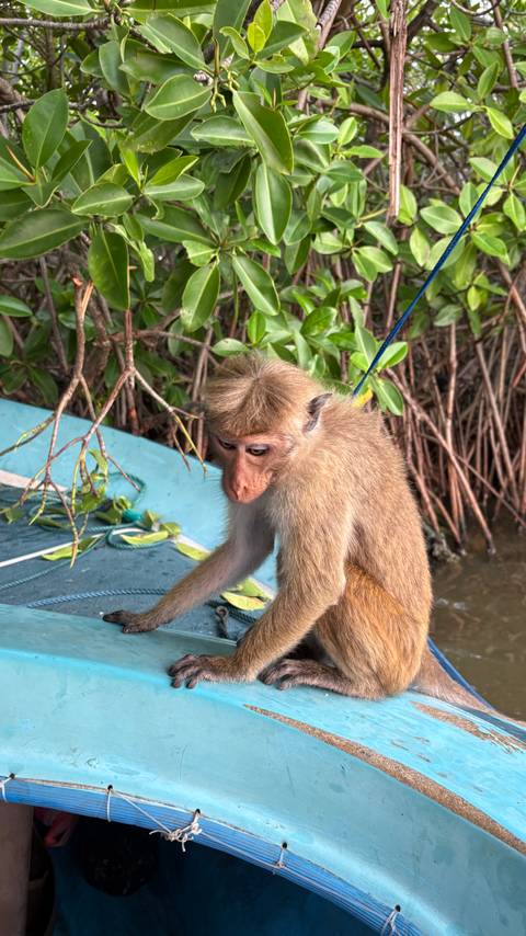 Die Pracht Sri Lankas - 8 Tage Foto von Kundenbewertung