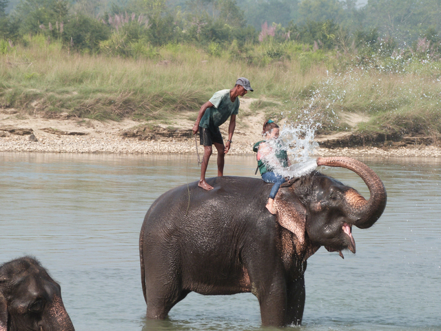 Elephant being bathed in a river by guests.