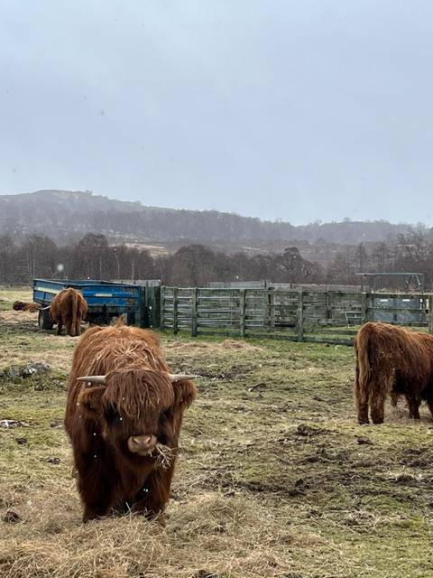 Highland cows in a snowy field.