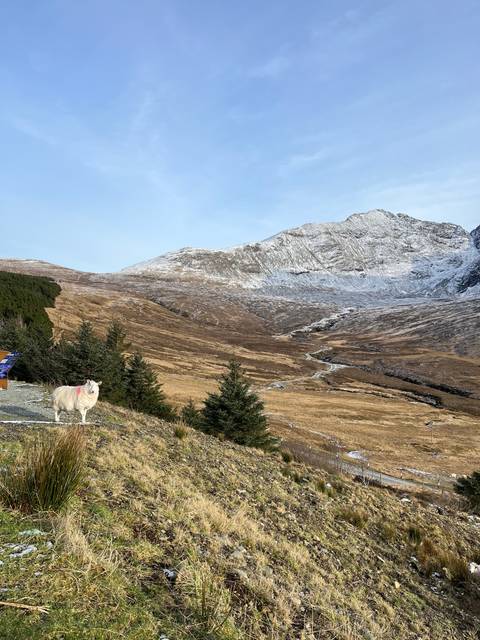 Dog standing on a snowy mountain landscape.