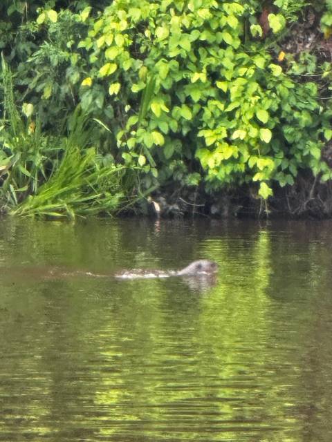 Unclear image of water and reflection in a natural setting