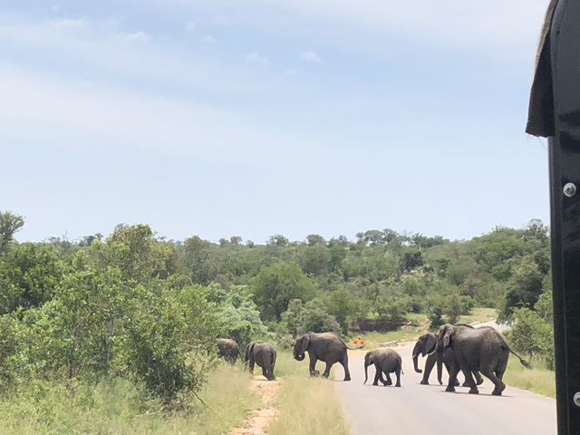 Family of elephants crossing a road.