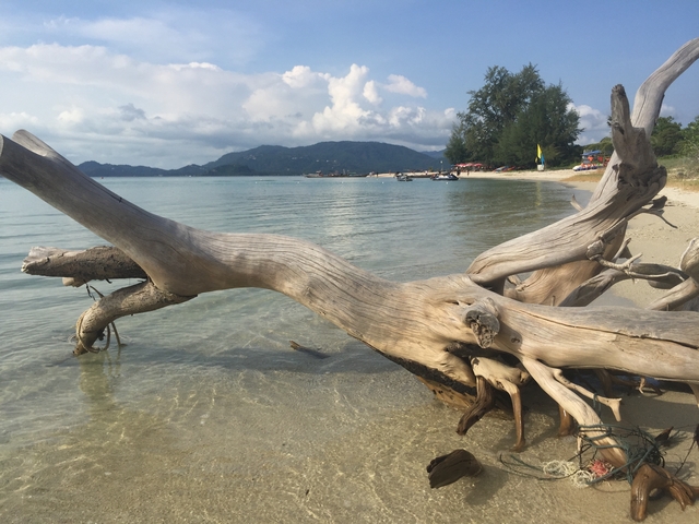 Beach with large driftwood and distant view of islands.