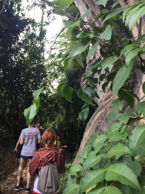 People hiking through a dense jungle path.