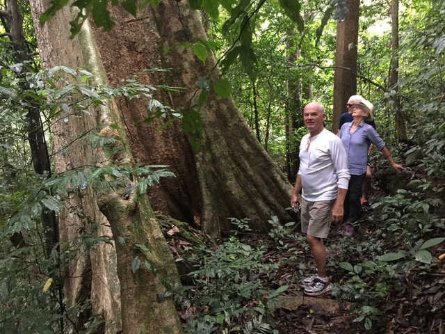 People looking at a giant tree in a dense forest.
