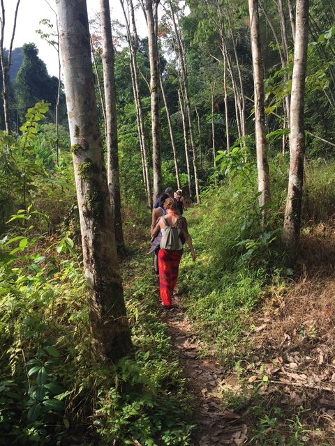 People walking through a forest with tall trees.