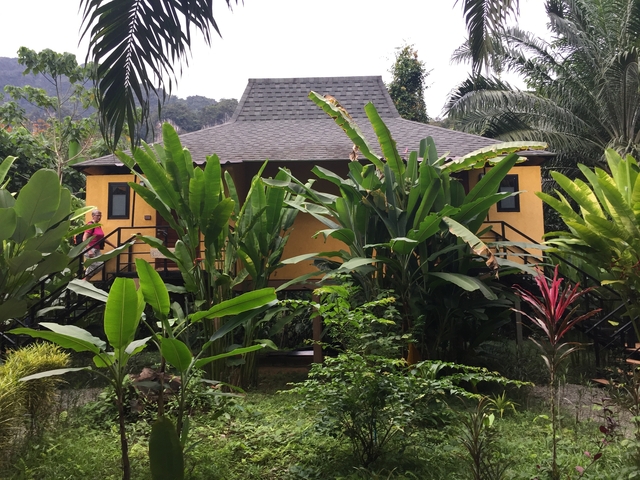 Yellow house surrounded by lush green palm trees.