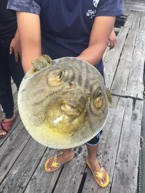 Person holding a puffer fish on a wooden dock.