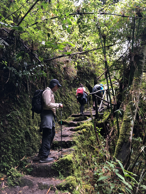 People hiking in a forested area on a trail.
