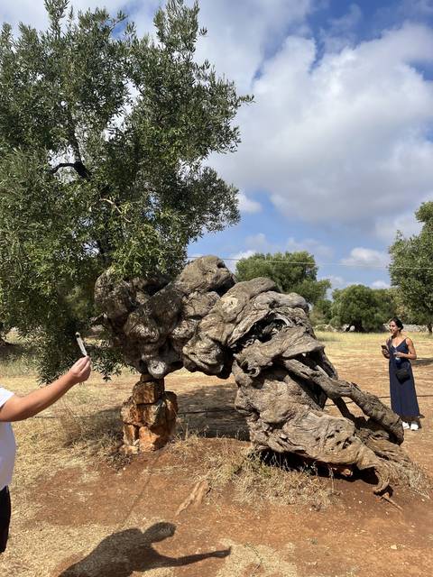 Person interacting with an ancient, twisted olive tree.