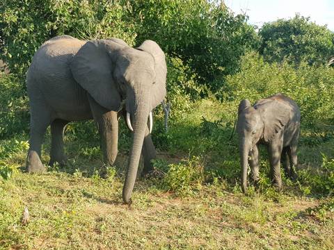 A mother elephant with a calf standing in the bush.