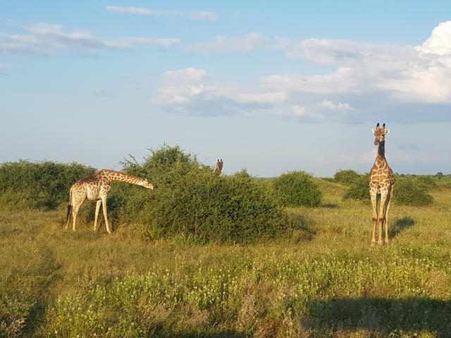 Two giraffes grazing in a savanna landscape.
