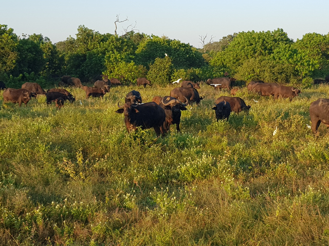 Herd of buffalo wading through grassy plains.