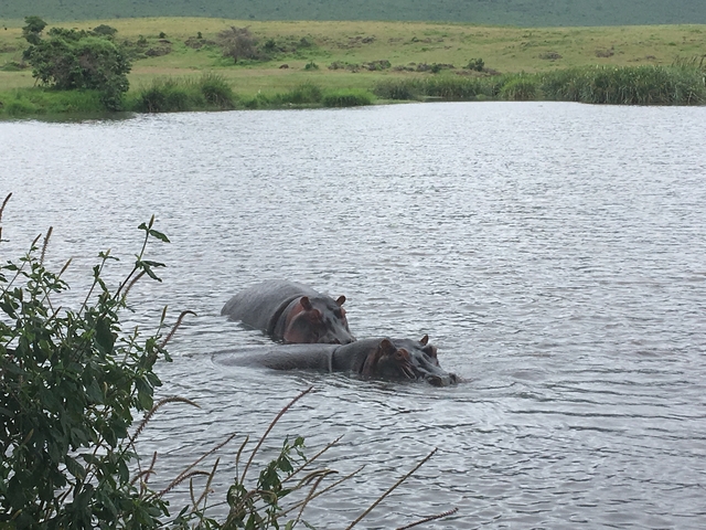 Two hippos swimming in a river, partially submerged.