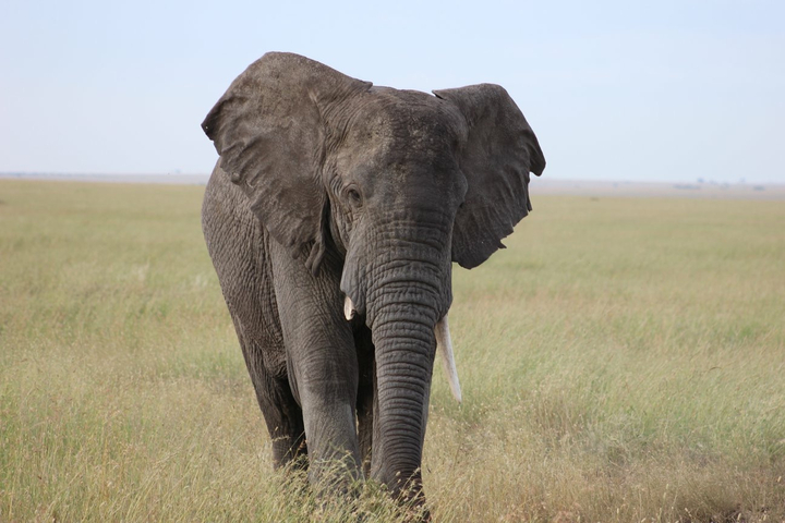An elephant walking on grasslands.