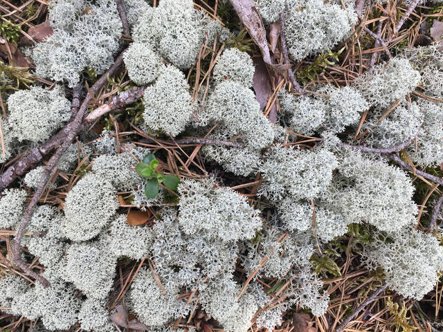 Detailed image of moss and small plants on the forest floor.