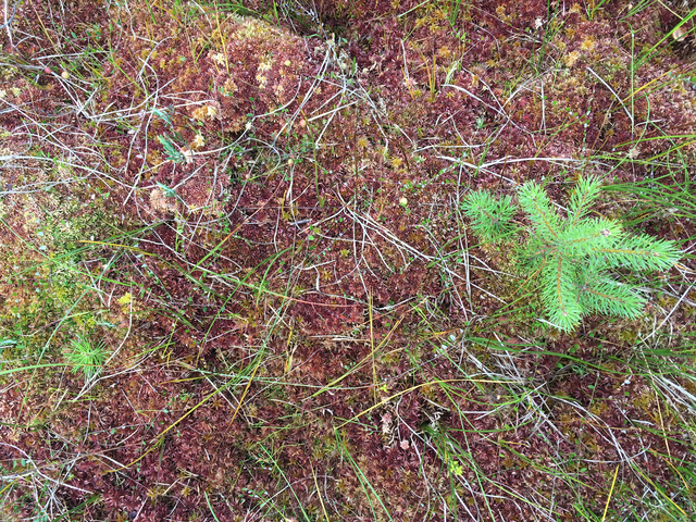 A small fir tree amidst red moss.