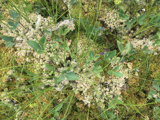 Close-up of a mossy and grassy ground.