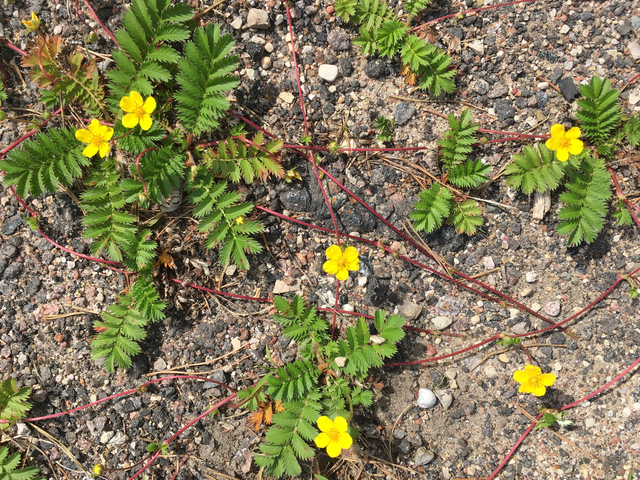 Yellow flowers growing on sandy soil.