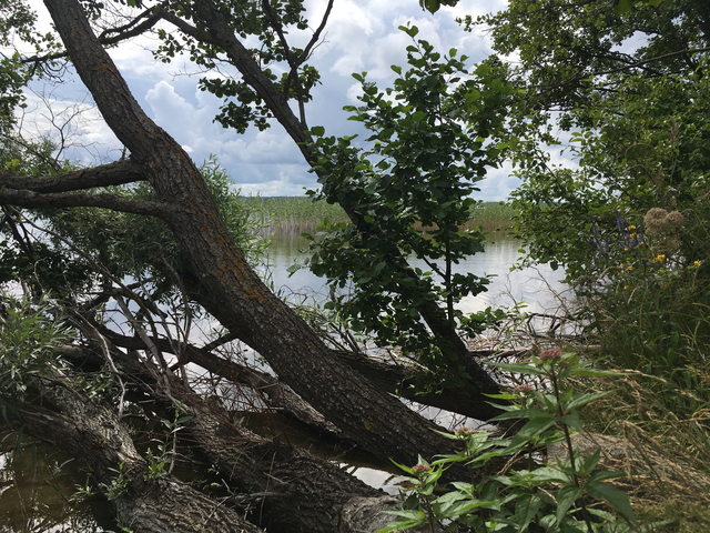 A serene lake view with trees and greenery.