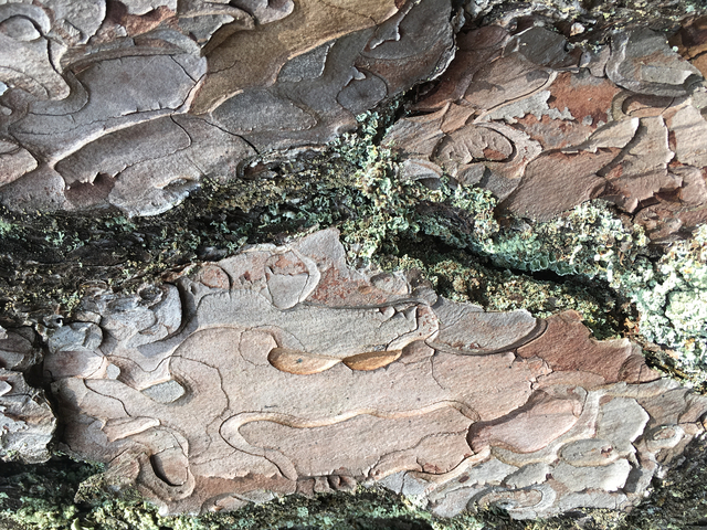 Close-up of a textured tree bark.