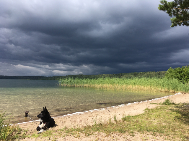 A lakeshore with a dog and approaching storm clouds.