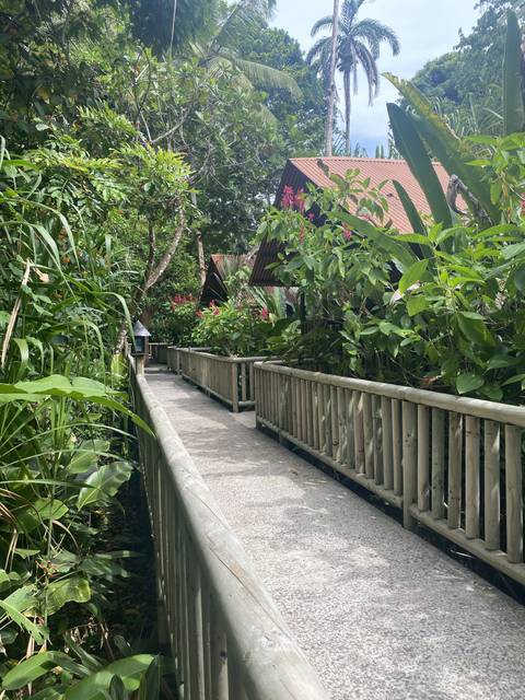 Wooden walkway surrounded by lush greenery