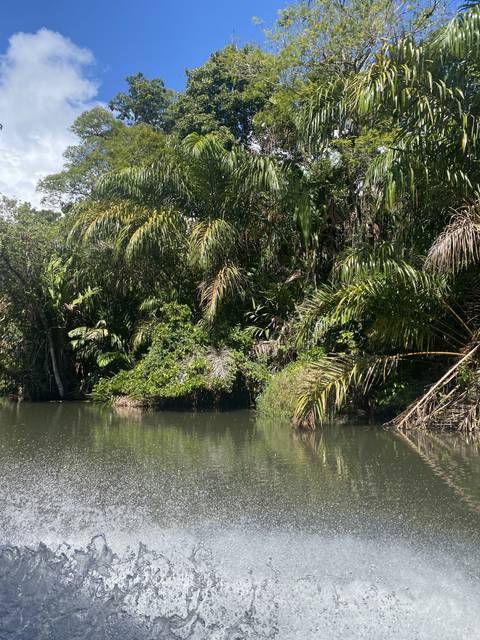 Water channel with trees lining the bank