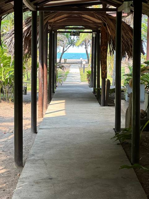 Pathway leading to the sea with surrounding foliage.