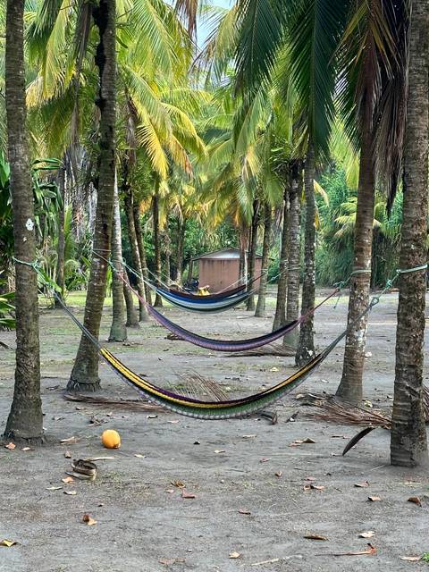 Hammocks tied between palm trees on sandy ground.